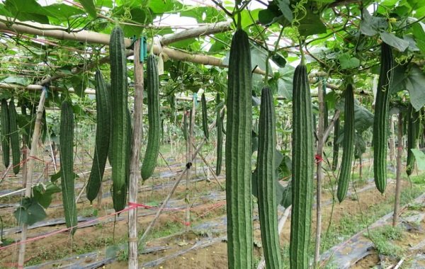 深圳送菜公司教您絲瓜種子催芽方法