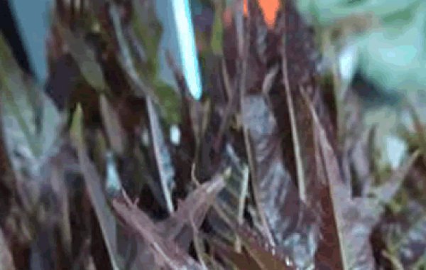 深圳農(nóng)副產(chǎn)品配送教您大棚香椿種植方法